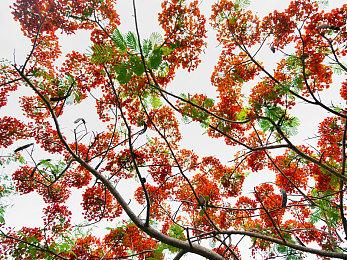 幻兽帕鲁搭建自己的服务器和好友一起联机玩成主流